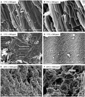 Ocean Acidification Mitigates the Negative Effects of Increased Sea Temperatures on the Biomineralization and Crystalline Ultrastructure of Mytilus